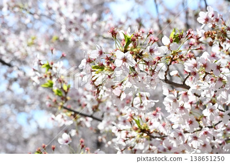 Cherry Blossom Flowers Cherry Blossom Flowers 138651250