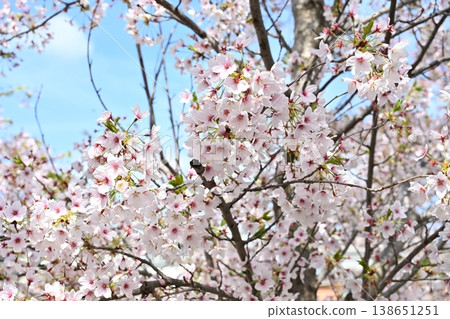 Cherry Blossom Tree 138651251