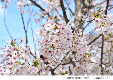 Cherry Tree Blossom Branch Cherry Tree Blossom Branch 138651252