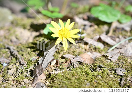 Yellow lesser celandine flower blooming on mossy forest floor 138651257