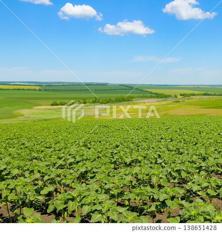 Green Field of Young Sunflowers under Blue Summer Sky 138651428