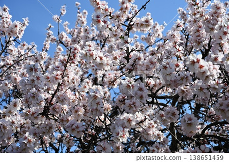 Blossoming Almond Tree Branches Against Blue Sky Blossoming Almond Tree Branches Against Blue Sky 138651459