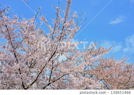 Cherry blossom tree branches with pink flowers against blue sky Cherry blossom tree branches with pink flowers against blue sky 138651466
