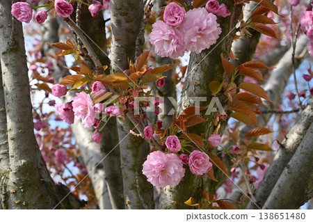 Close-up of pink cherry blossoms growing on a textured tree trunk Close-up of pink cherry blossoms growing on a textured tree trunk 138651480