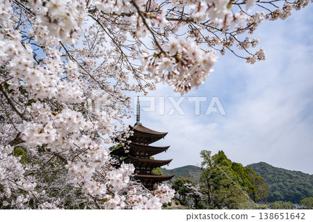 Rurikoji Temple's Five-Storied Pagoda Surrounded by Cherry Blossoms Rurikoji Temple's Five-Storied Pagoda Surrounded by Cherry Blossoms 138651642