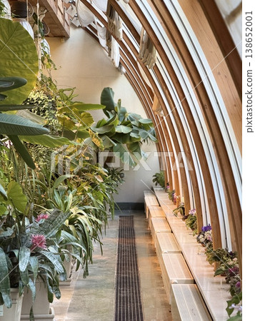 Indoor conservatory filled with diverse tropical plants and wooden benches, ideal as background Indoor conservatory filled with diverse tropical plants and wooden benches, ideal as background 138652001