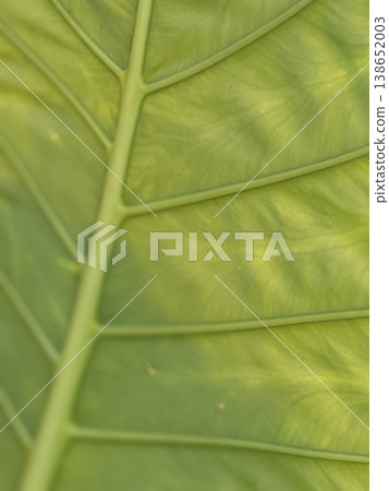 Closeup of leaf with visible veins creating natural patterns perfect for a green background 138652003