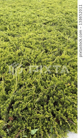 Green shrubbery with dense foliage creating a textured background for natural design elements 138652011
