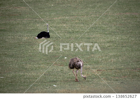 Two lonely ostriches in a green meadow 138652627