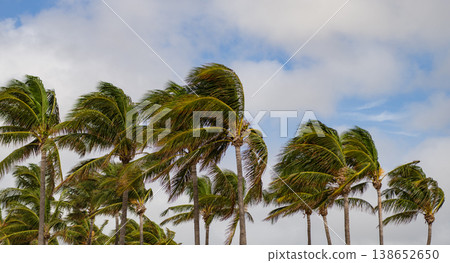 Palm tree in hurricane weather. Dramatic tropical scene. Tropical windy weather with palm tree. Strong wind. Exotic nature. Palm tree on windy weather. Hurricane in Miami south beach, Florida Palm tree in hurricane weather. Dramatic tropical scene. Tropical windy weather with palm tree. Strong wind. Exotic nature. Palm tree on windy weather. Hurricane in Miami south beach, Florida 138652650