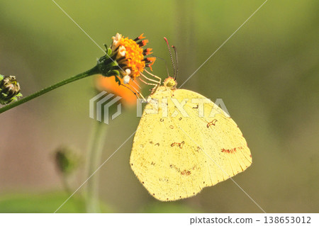 一隻黃色蝴蝶正在吸食鬼針草花的花蜜。 138653012