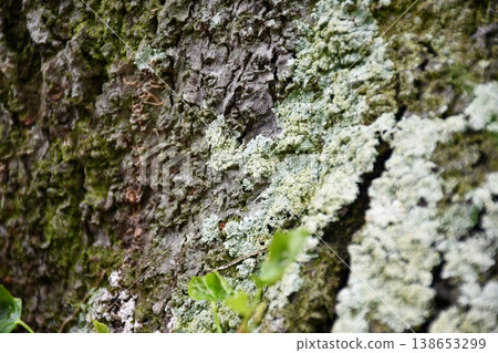 Moss growing on a cherry tree Moss growing on a cherry tree 138653299