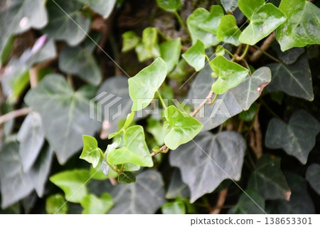Landscape with ivy leaves Landscape with ivy leaves 138653301