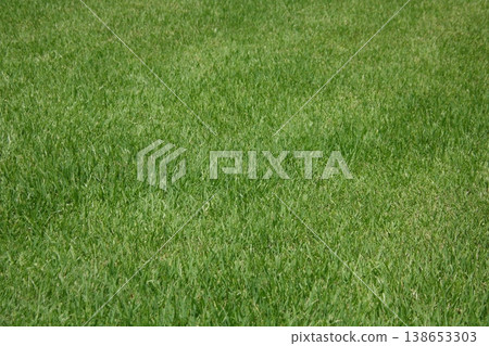 Blue lawn Blue lawn 138653303