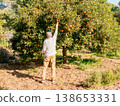 Farmer Harvesting Fresh Oranges in Sunny Orchard 138653331