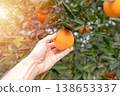 Hand picking a ripe orange from a tree in a sunny citrus orchard 138653337