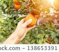 Hand picking a ripe orange from a tree in a sunny citrus orchard 138653391