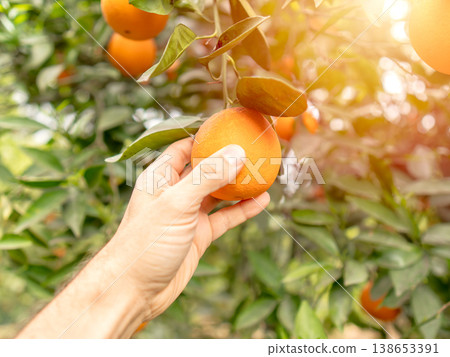 Hand picking a ripe orange from a tree in a sunny citrus orchard Hand picking a ripe orange from a tree in a sunny citrus orchard 138653391