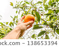 Hand picking a ripe orange from a tree in a sunny citrus orchard 138653394