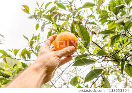 Hand picking a ripe orange from a tree in a sunny citrus orchard 138653394