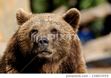 Wild brown bear ,ursus arctos Wild brown bear ,ursus arctos 138653459