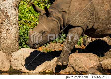 portrait of an adult rhinoceros on a sunny day on a natural background portrait of an adult rhinoceros on a sunny day on a natural background 138653460
