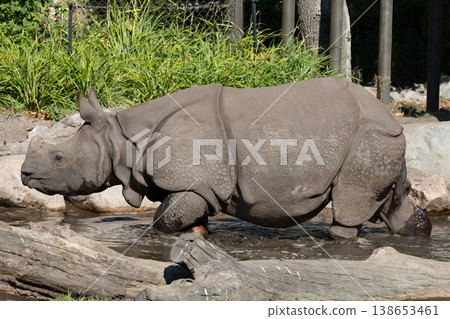 portrait of an adult rhinoceros on a sunny day on a natural background portrait of an adult rhinoceros on a sunny day on a natural background 138653461