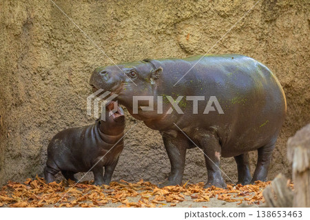 Pygmy hippopotamus Choeropsis liberiensis with mother 138653463