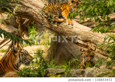 Tiger cubs playing with his mother,sumatra tiger Panthera tigris Tiger cubs playing with his mother,sumatra tiger Panthera tigris 138653472