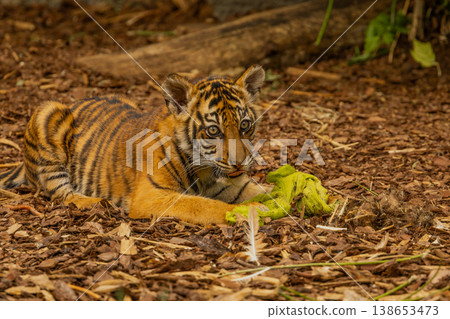 Tiger cubs playing with his mother,sumatra tiger Panthera tigris Tiger cubs playing with his mother,sumatra tiger Panthera tigris 138653473