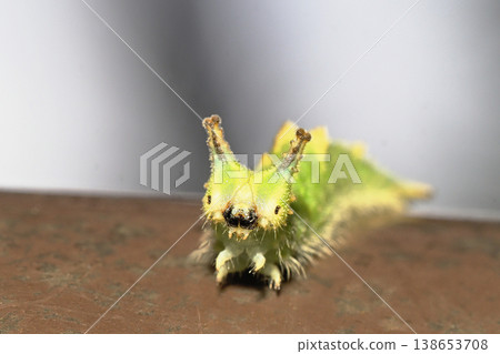 Larva of the red beetle Larva of the red beetle 138653708