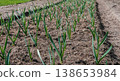 Young green garlic rows in soil, spring garden scene of organic vegetable cultivation, early growth and sustainable farming 138653984