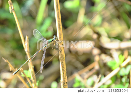 Blueberry moss (male) 138653994