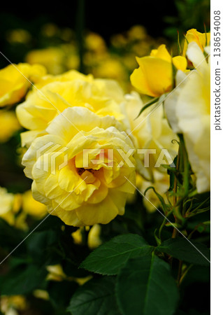Yellow Rose (The Izu Dancer) Yellow Rose (The Izu Dancer) 138654008