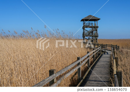 Wooden boardwalk leading to bird watching tower at Lake Liepaja Latvia early spring reeds Wooden boardwalk leading to bird watching tower at Lake Liepaja Latvia early spring reeds 138654070