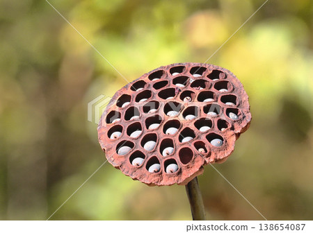 蓮蓬和蓮子(Oga lotus) 蓮蓬和蓮子(Oga lotus) 138654087