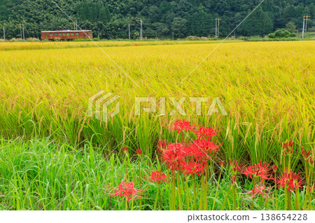 Bright red spider lilies bid farewell to the Wakasa Railway's diesel railcar in rice fields nearing harvest. Bright red spider lilies bid farewell to the Wakasa Railway's diesel railcar in rice fields nearing harvest. 138654228