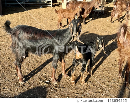 Goats on a livestock farm. Farm animal breeding. Goats on a livestock farm. Farm animal breeding. 138654235