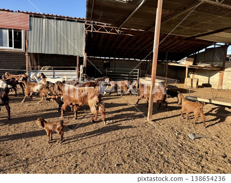 Goats on a livestock farm. Farm animal breeding. 138654236