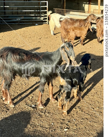 Goats on a livestock farm. Farm animal breeding. 138654239