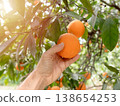 Hand picking a ripe orange from a tree in a sunny citrus orchard 138654253