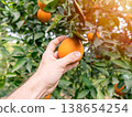 Hand picking a ripe orange from a tree in a sunny citrus orchard 138654254