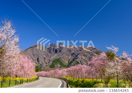 Aso's Sakuramichi Aso's Sakuramichi 138654265