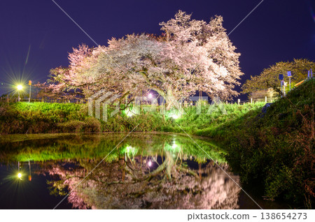 One of Asai cherry light up One of Asai cherry light up 138654273