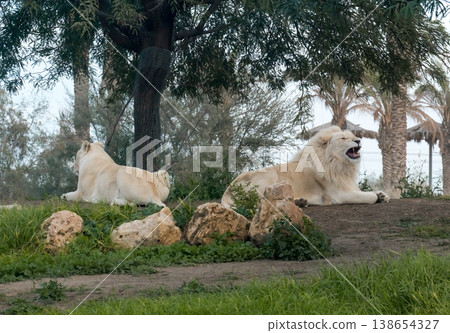 White Lion and lioness (lat. Panthera leo) 138654327