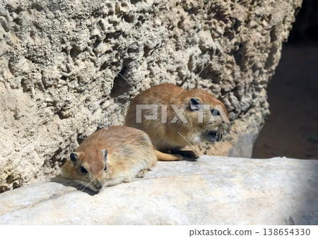 Fat sand rat (lat.- Psammomys obesus) Fat sand rat (lat.- Psammomys obesus) 138654330