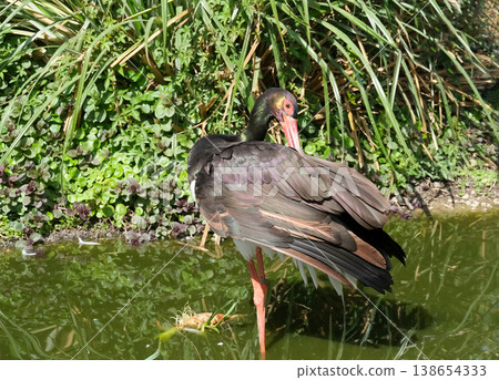 Black Stork (Ciconia nigra) 138654333
