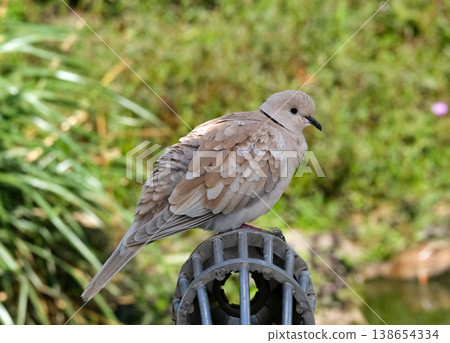 The Eurasian collared dove (Streptopelia decaocto) 138654334