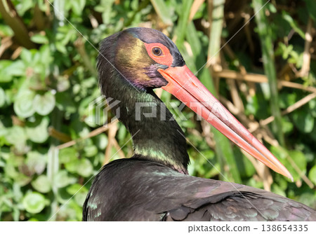 Black Stork (Ciconia nigra) 138654335