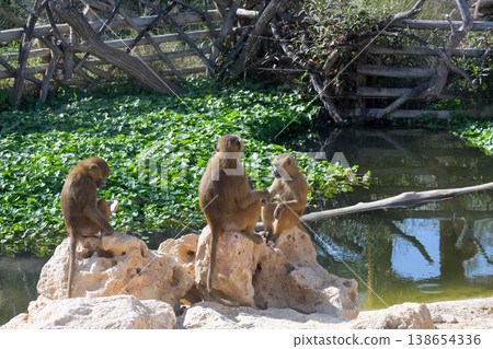 Guinea baboon (lat.- papio papio) in the zoo aviary 138654336